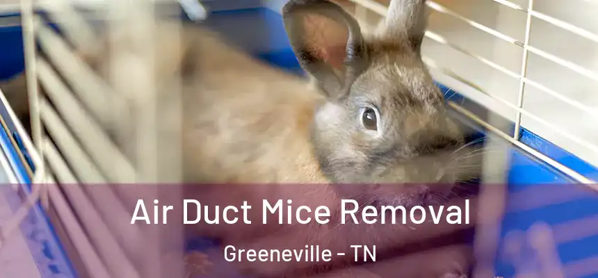  Air Duct Mice Removal Greeneville - TN